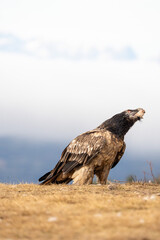 Bearded vulture (Gypaetus barbatus) photographed in Spain