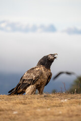 Bearded vulture (Gypaetus barbatus) photographed in Spain