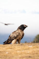 Bearded vulture (Gypaetus barbatus) photographed in Spain