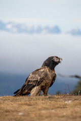 Bearded vulture (Gypaetus barbatus) photographed in Spain