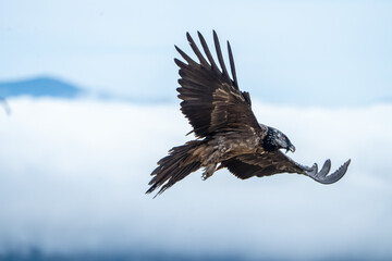 Young bearded vulture (Gypaetus barbatus) photographed in Spain