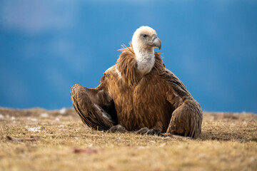 Griffon vulture (Gyps fulvus) photographed in Spain