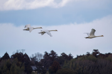 飛翔するコブハクチョウ