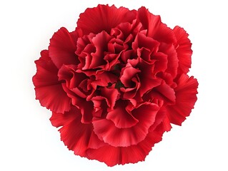 Bright red carnation with ruffled petals, top view, isolated on a white background.