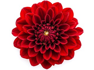 Bright red Dahlia flower with a dense petal arrangement, top view, isolated on a white background.
