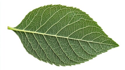 Close-Up of a Single Green Leaf with Detailed Veins, Leaf, Nature, botanical
