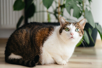 Happy white with gray cat relaxing at home. Fluffy pet is staring curiously. Cozy home, full body