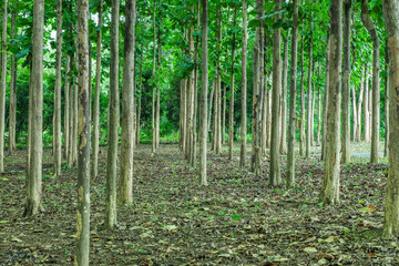 Fototapeta premium Panorama of green forest landscape in spring time and green moss,national park,Deep forest pathway,sun light shining through the woods,going up hillside in green rain forest,space for text.