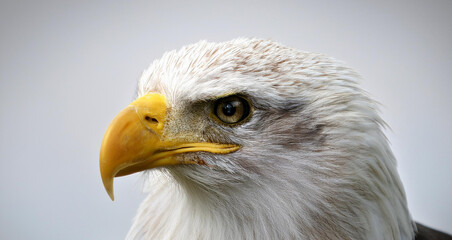 Fototapeta premium Generated image of an eagle eye