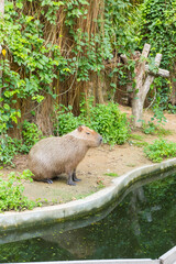 Capybara Sitting in the wild,Hydrochaeris hydrochaeris The biggest mouse Capybara