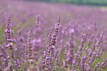 Lavender Field in Bloom