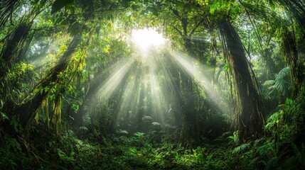 Obraz premium Sunlight Breaking Through Lush Green Forest Canopy in Nature