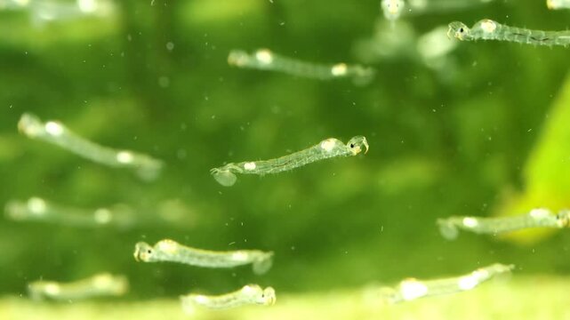 Phantom Midge larvae (Chaoborus sp.) underwater, drifting slowly, several other subjects drifting in frame and out of focus, wide view. 
