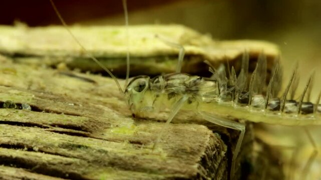 Mayfly nymph (Callibaetis sp.) underwater in a wetland, scraping periphyton from a piece of dead wood, extreme macro close-up. 