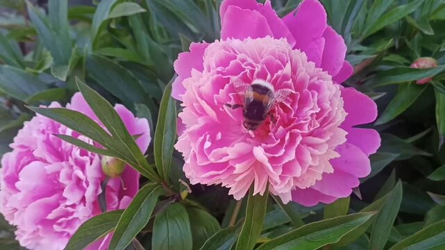 A bumblebee collects pollen from a blooming beautiful vibrant pink peony closeup