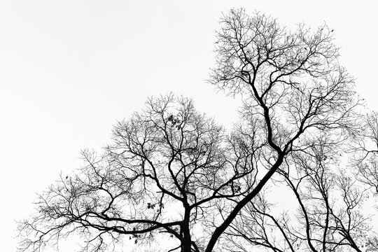 silhouette of a tree