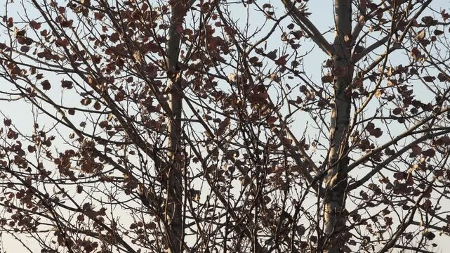 Dry autumn leaves on tree branches move quickly in a strong wind against a cloudy sky 