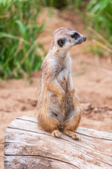 Meerkat, Suricata suricatta, on hind legs. Portrait of meerkat standing on hind legs with alert expression. Portrait of a funny meerkat sitting on its hind legs.