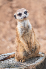 Meerkat, Suricata suricatta, on hind legs. Portrait of meerkat standing on hind legs with alert expression. Portrait of a funny meerkat sitting on its hind legs.