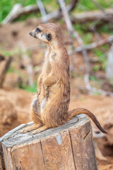 Meerkat, Suricata suricatta, on hind legs. Portrait of meerkat standing on hind legs with alert expression. Portrait of a funny meerkat sitting on its hind legs.