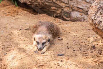 Meerkat suricatta family wildlife picture.
