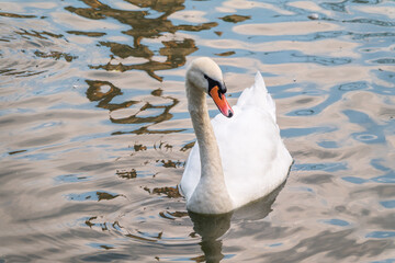 Fototapeta premium A graceful white swan swimming on a lake with dark water. The white swan is reflected in the water