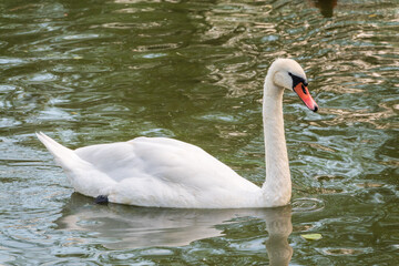 A graceful white swan swimming on a lake with dark water. The white swan is reflected in the water