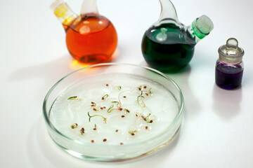 Tomato seeds germinate in a moist environment for growing in agriculture. Tomato sprouts in a petri dish. tomato breeding in a biological laboratory