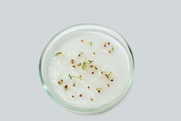Tomato seeds germinate in a moist environment for growing in agriculture. Tomato sprouts in a petri dish. tomato breeding in a biological laboratory