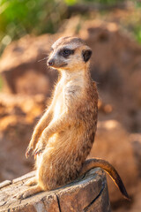Fototapeta premium Meerkat, Suricata suricatta, on hind legs. Portrait of meerkat standing on hind legs with alert expression. Portrait of a funny meerkat sitting on its hind legs.