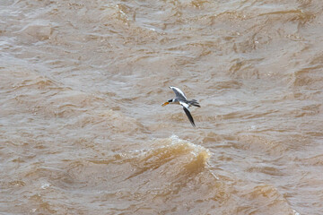 2025-01-13_Rio_Amazonas_Brasil