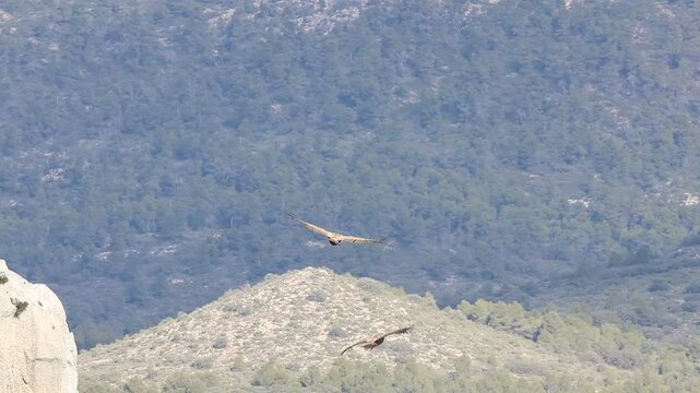 Buitre leonado Gyps fulvus aprovecha el viento para ascender, Alcoy, Espa&ntilde;a