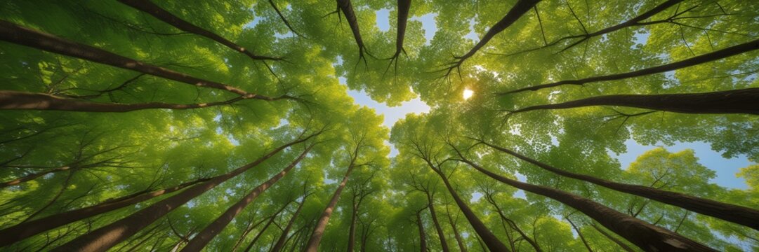 Wide-Angle Forest Photograph Looking Upward at Tall Trees with Lush Green Canopy and Clear Blue Sky – Tranquil Nature Scene with Dappled Sunlight, Depth, and Majestic Vertical Perspective - Powered by Adobe
