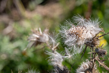 Thistle Seed Head Dispersing Seeds in Sunlight