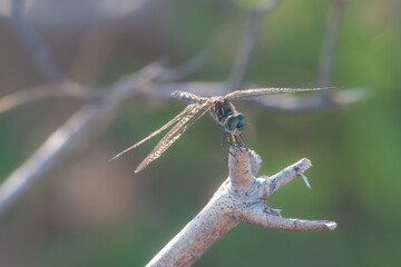 Dragonfly perched on a dry branch in soft light