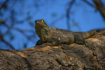Big iguana on the branch of a tree in the forest of Costa Rica