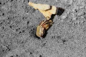 Mini crab coming out of its hole on a beach in Costa Rica