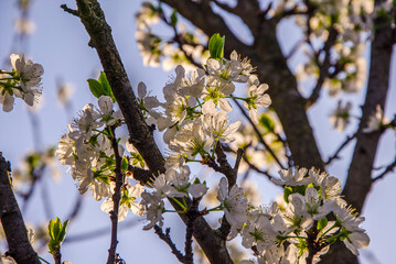 Blooming plum in the garden, illuminated by the sun.