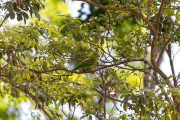 Plain Parakeet Resting on Tree Branch.	