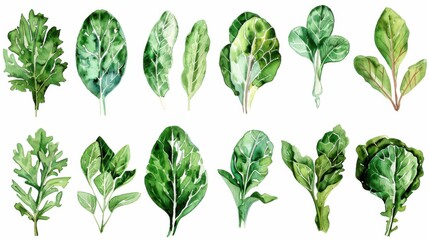 Watercolor painted assorted fresh vegetables and herbs on white background