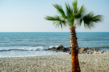 Lonely palm tree on a beach, tropical view.