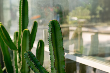 Tropical succulent plant Cowboy cactus Euphorbia Ingens close up.
