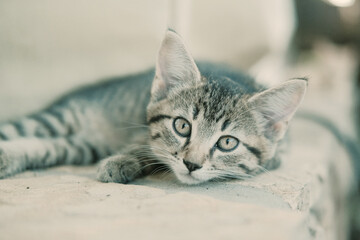 Innocent face of cute striped kitten cat relaxing closeup.