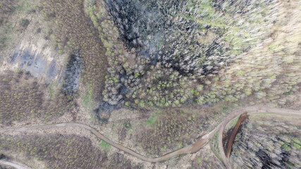 View of a forest with a road running through it. Spring awakening of nature.