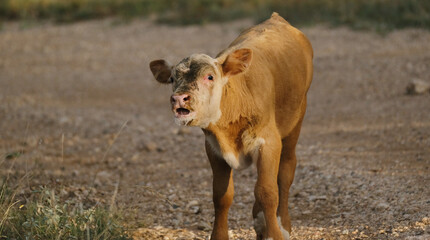 Calf on Texas ranch mooing closeup outside looking cute. Beef agriculture concept.