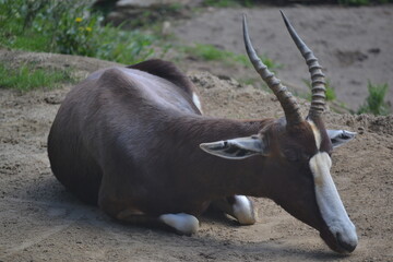 antelope in the zoo © Chromatic404