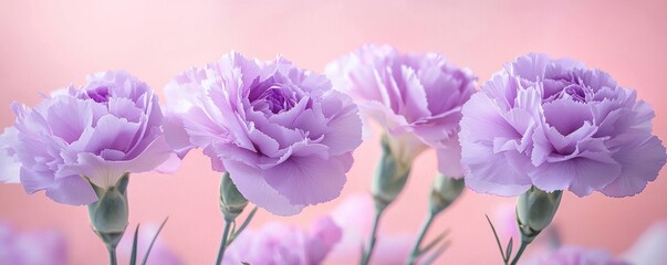 A close-up of violet carnations in full bloom, set against a light pastel pink background, exuding elegance