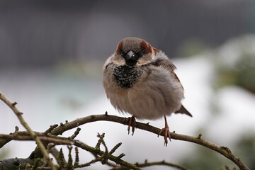 The house sparrow is a bird of the sparrow family Passeridae, found in most parts of the world. © Mariusz
