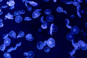 水族館の光を反射して白く光る幻想的なクラゲ