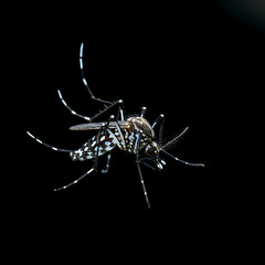 Obraz premium Dengue Prevention Protect Yourself from Mosquito Bites and Serious Health Risks